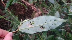 Machilus japonica