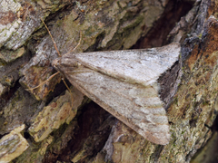 Alsophila aescularia