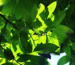 Diospyros sylvatica