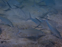 Trachinotus goodei