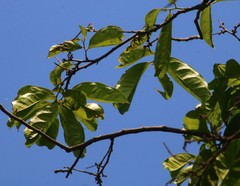 Diospyros sylvatica
