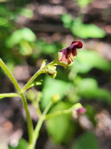 Scrophularia smithii