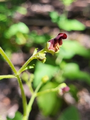 Scrophularia smithii