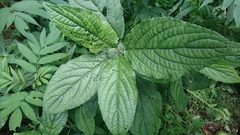 Paraphlomis javanica