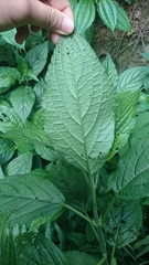 Paraphlomis javanica