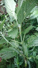 Paraphlomis javanica