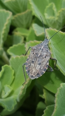 Peltasticus punctatus