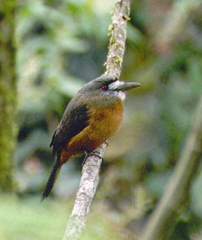 Hapaloptila castanea