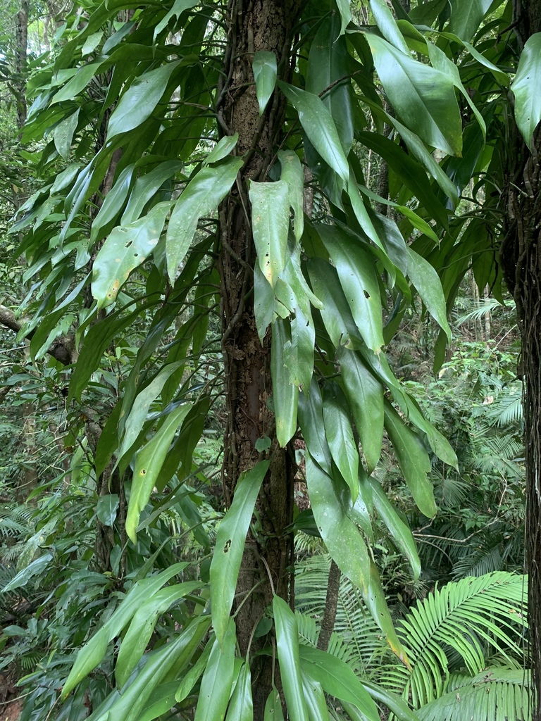Rhaphidophora petrieana from Cow Bay, QLD, AU on February 11, 2020 at