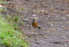 Turdus rufopalliatus
