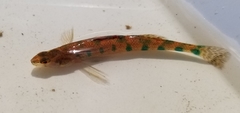 Etheostoma gracile