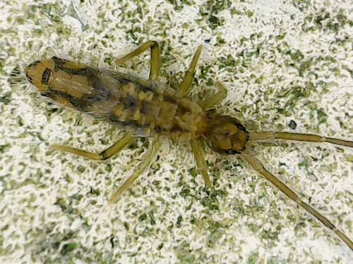 Entomobrya intermedia, photo 4 of 7