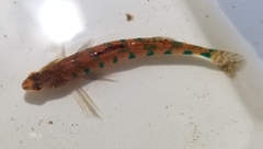 Etheostoma gracile