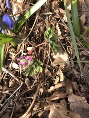 Corydalis intermedia