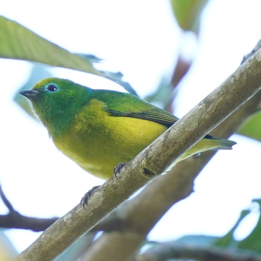 Blue-naped Chlorophonia (Chlorophonia cyanea), photo 2