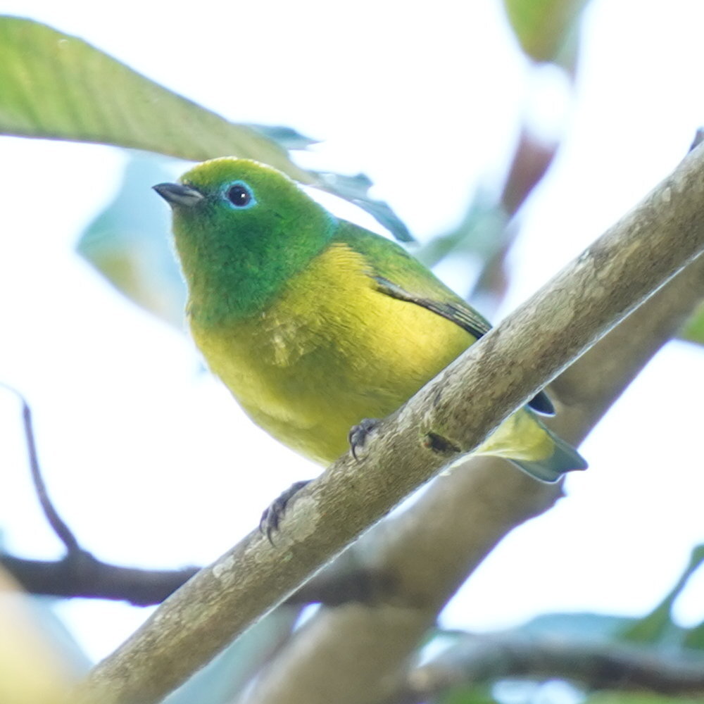 Blue-naped Chlorophonia (Chlorophonia cyanea), photo 3