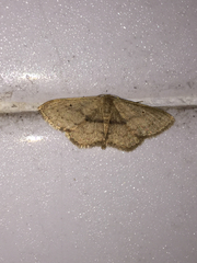 Idaea ptyonopoda