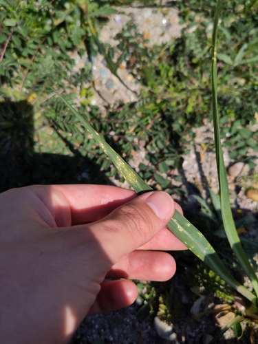 Pustula tragopogonis, 2026-04-25