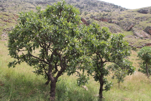Broadleaf Beechwood
