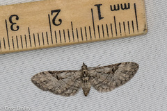 Eupithecia bolterii