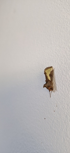 Slender Burnished Brass