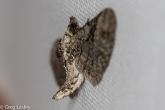 Eupithecia bolterii