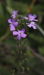 Jamesbrittenia grandiflora