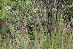 Jamesbrittenia grandiflora