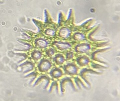 Pediastrum duplex