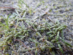 Camissonia contorta