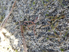 Camissonia contorta