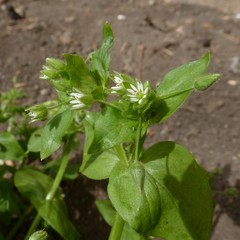 Stellaria media