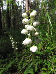 Pyrola media