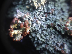 Cladonia cariosa