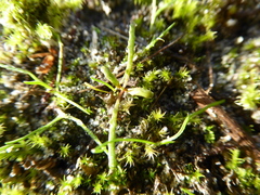 Camissonia contorta
