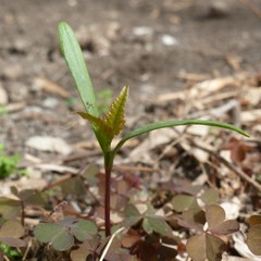 Acer negundo
