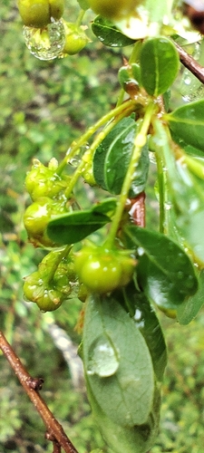 Flueggea tinctoria, photograph 2