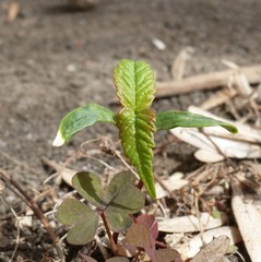 Acer negundo