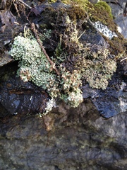 Cladonia cariosa
