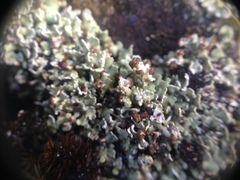 Cladonia cariosa