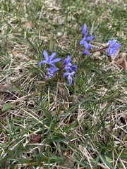 Scilla bifolia