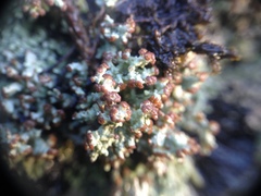 Cladonia cariosa
