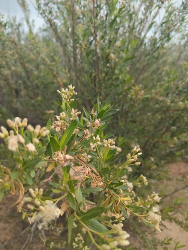 Baccharis salicina