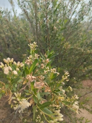 Baccharis salicina