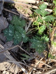 Hydrophyllum appendiculatum