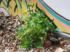 Chelidonium majus