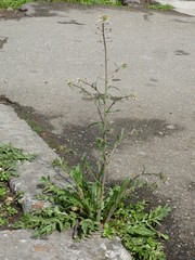 Capsella bursa-pastoris