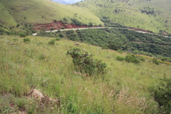 Protea gaguedi
