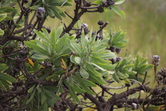 Protea gaguedi