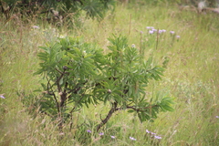 Protea gaguedi